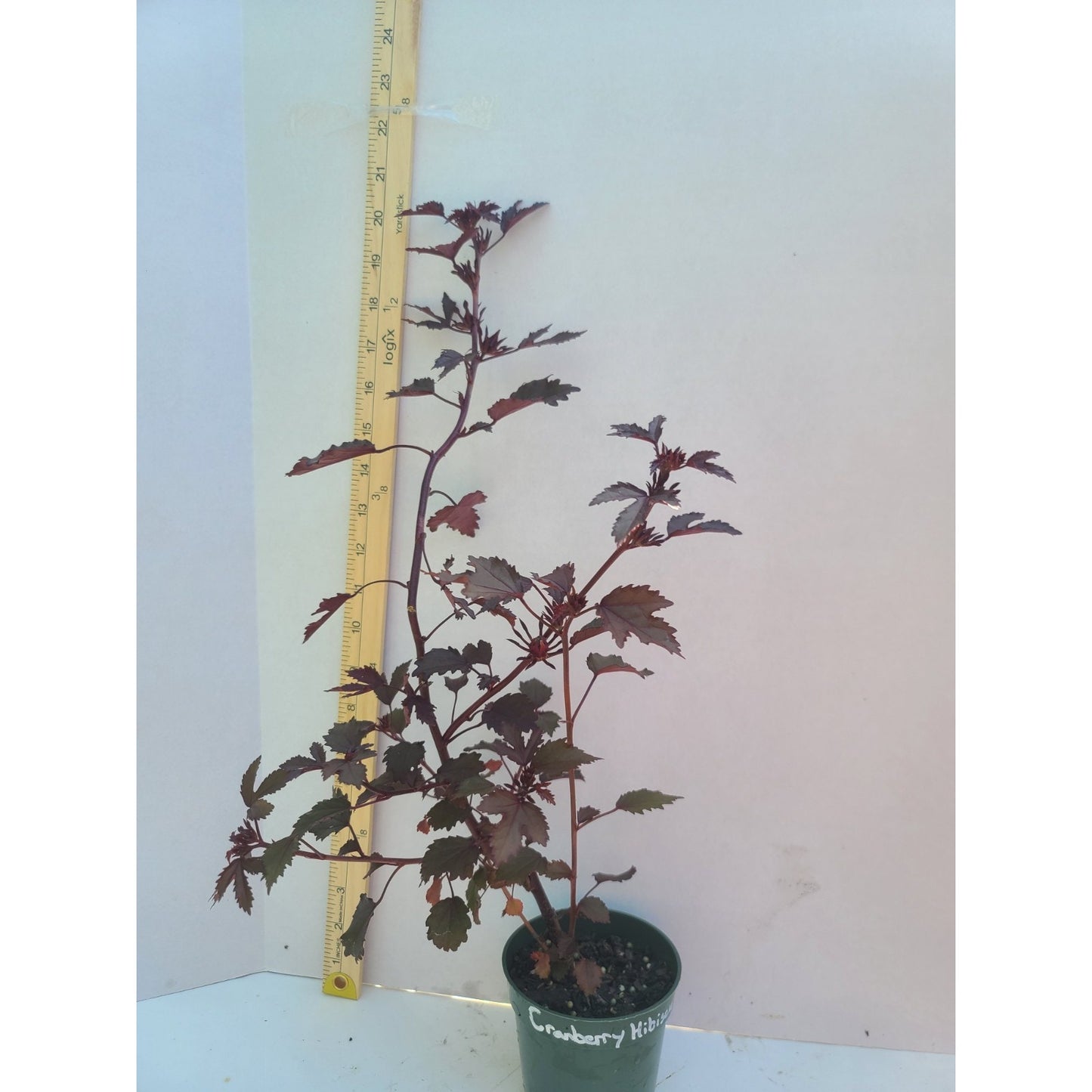 Cranberry Hibiscus "Hibiscus acetosella" 1 live rooted cutting in 4" pot