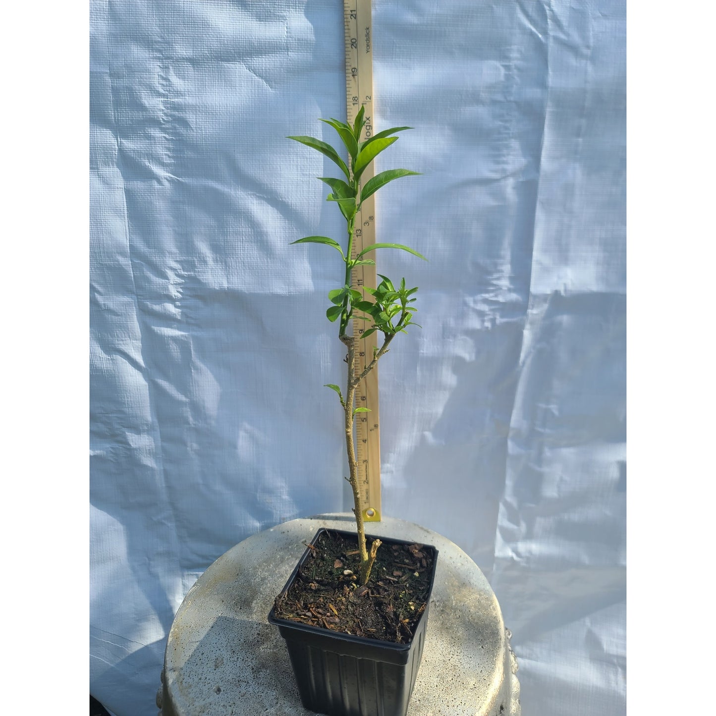 Night Blooming Jasmine "Cestrum nocturnum" Quart Pot Live Plant from Cutting