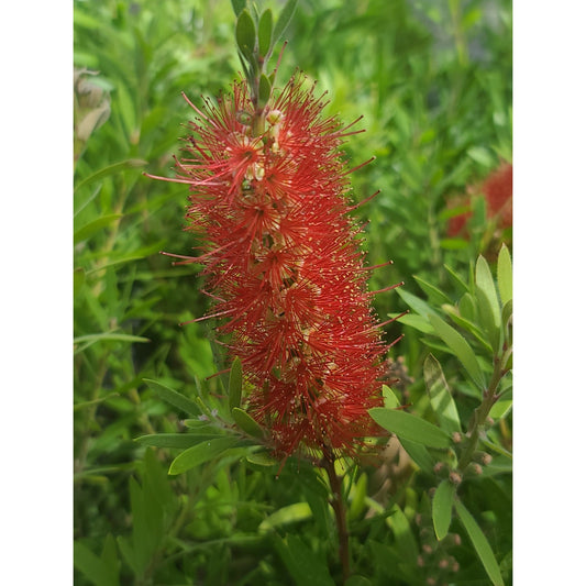 Red Cluster Bottlebrush "Callistemon Citrinus" 1 Quart Live plant in pot