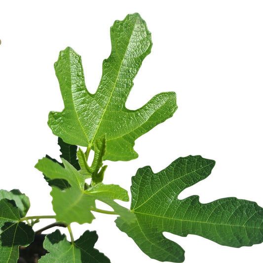 Olympian Fig Tree (Ficus carica 'Olympian') Live Plant Quart Pot