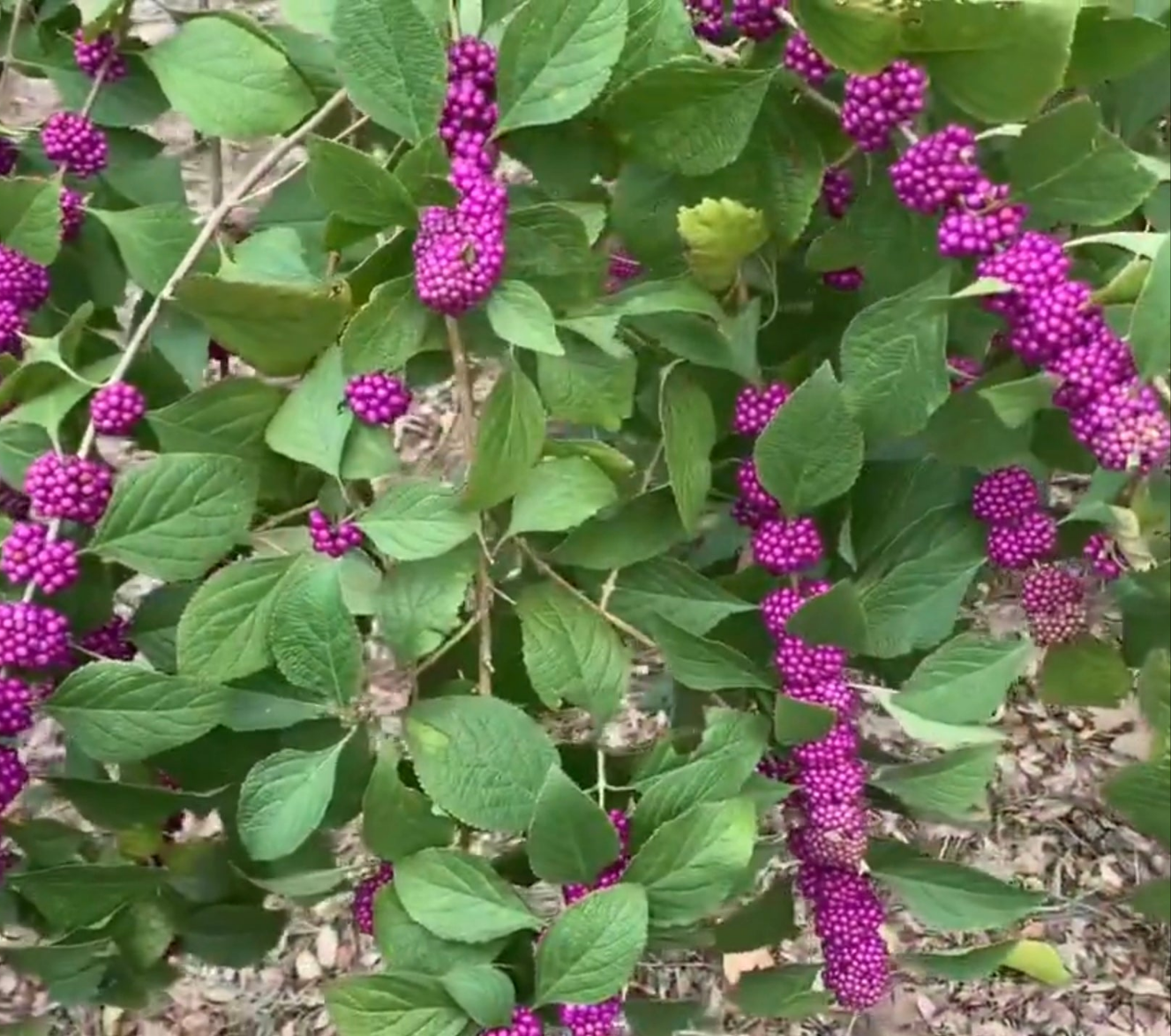 American Beautyberry (Callicarpa americana) Live Rooted Cutting Pint Pot