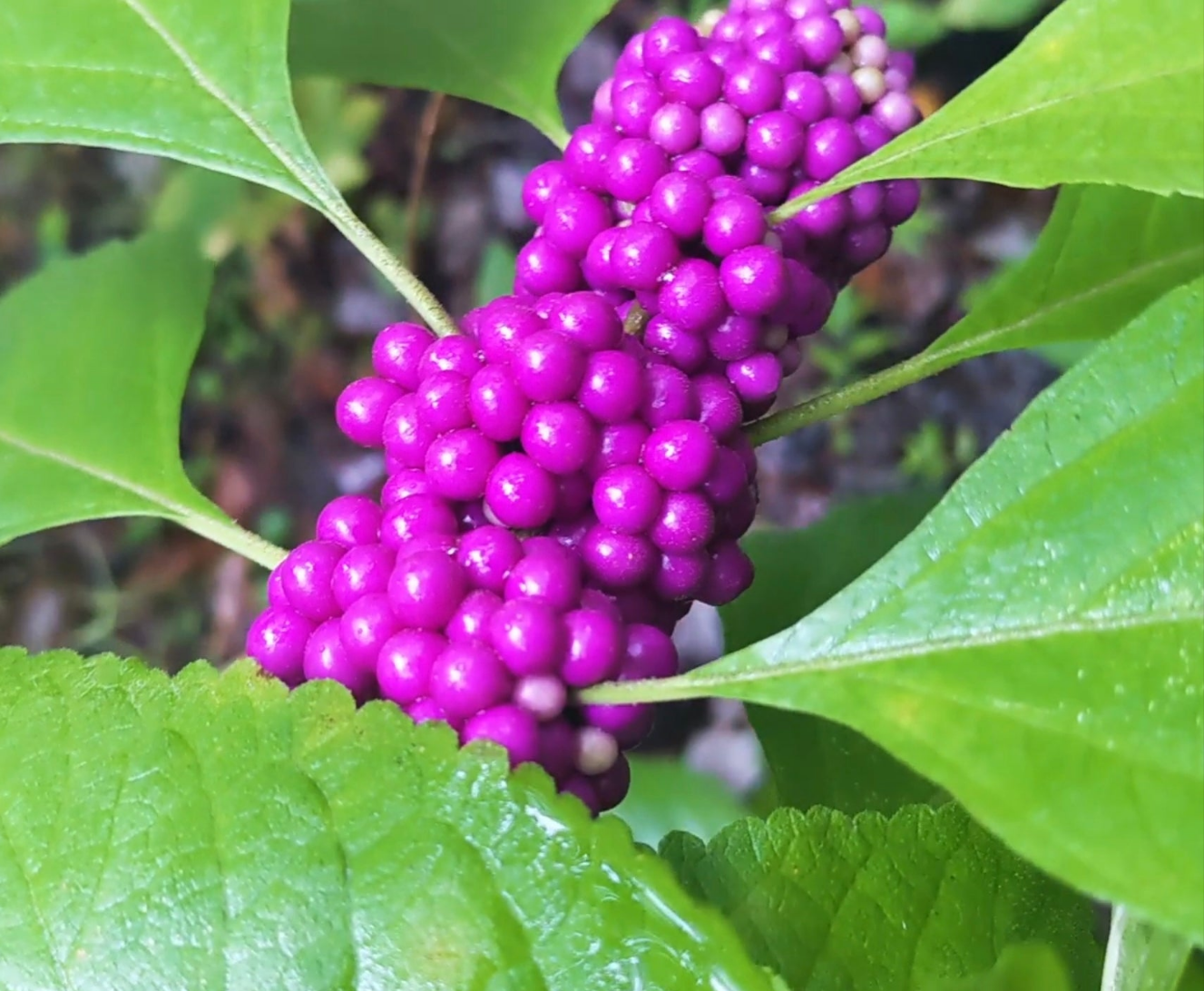 American Beautyberry (Callicarpa americana) Live Rooted Cutting Pint Pot