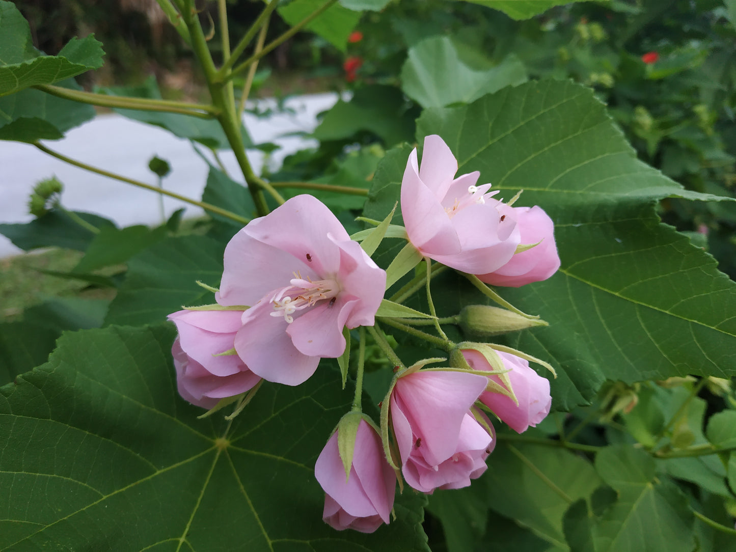 Tropical Hydrangea (Dombeya wallichii) Live Rooted Cutting Pint Pot