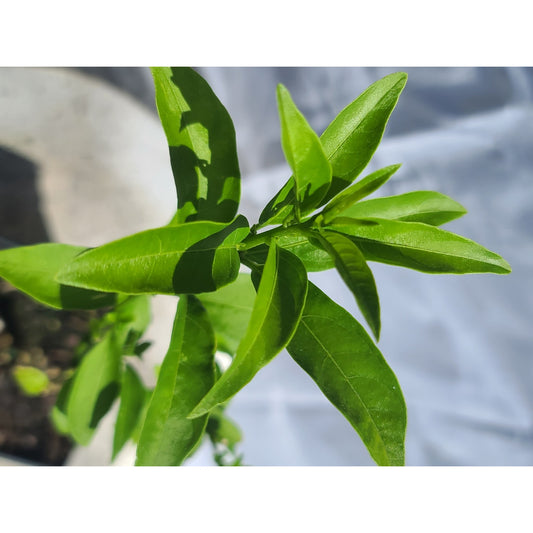 Night Blooming Jasmine "Cestrum nocturnum" Quart Pot Live Plant from Cutting