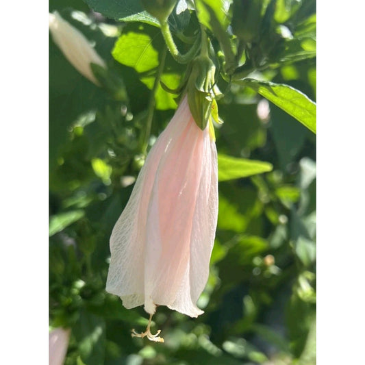 Light Pink Turks Cap "Malvaviscus penduliflorus" Live Plant 4" Pot