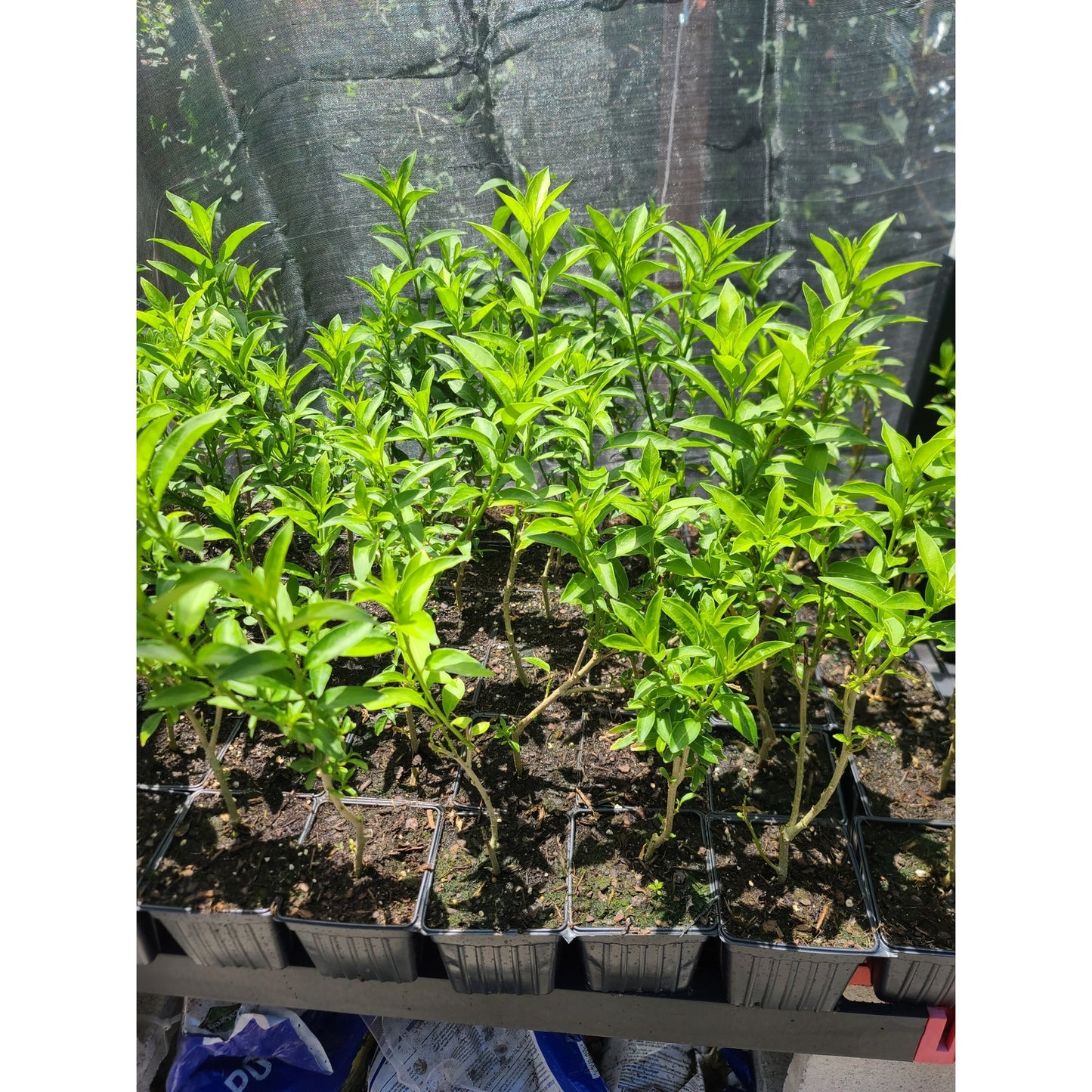 Night Blooming Jasmine "Cestrum nocturnum" Quart Pot Live Plant from Cutting