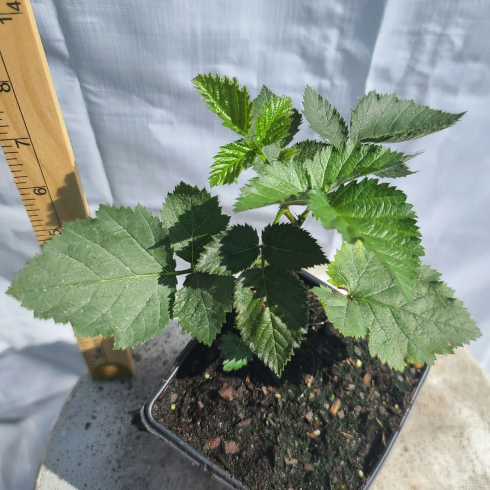 Apache Thornless Blackberry (Rubus fruticosus 'Apache') 4" Live potted plant