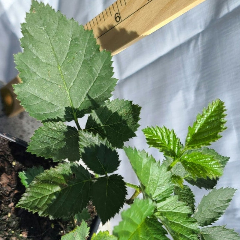 Apache Thornless Blackberry (Rubus fruticosus 'Apache') 4" Live potted plant