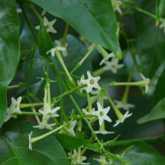 Night Blooming Jasmine "Cestrum nocturnum" 4" Live plant in pot