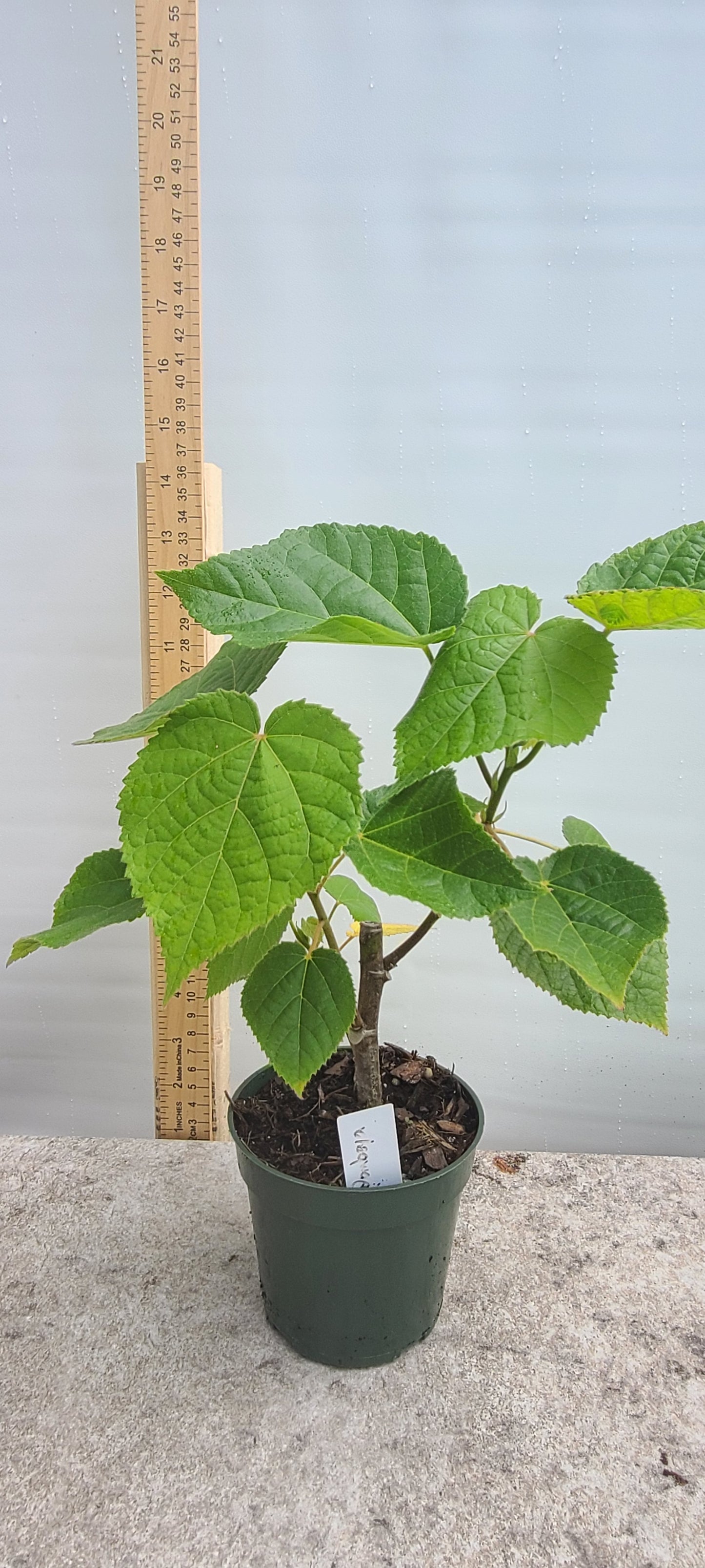 Tropical Hydrangea (Dombeya wallichii) Live Rooted Cutting Pint Pot