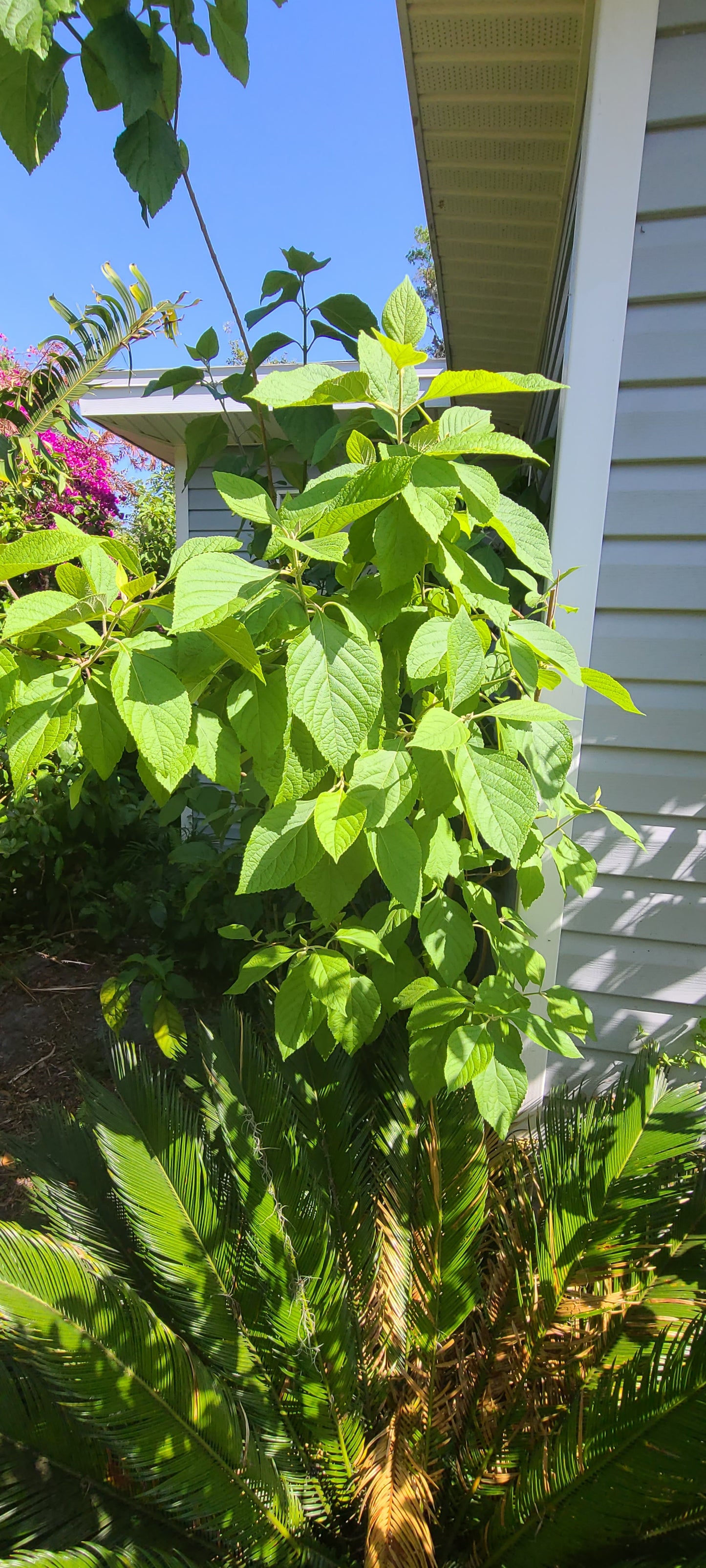 American Beautyberry (Callicarpa americana) Live Rooted Cutting Pint Pot