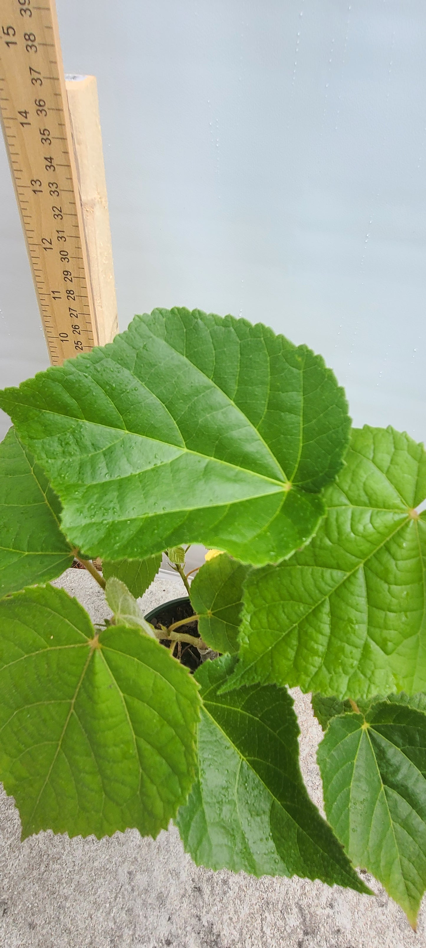 Tropical Hydrangea (Dombeya wallichii) Live Rooted Cutting Pint Pot