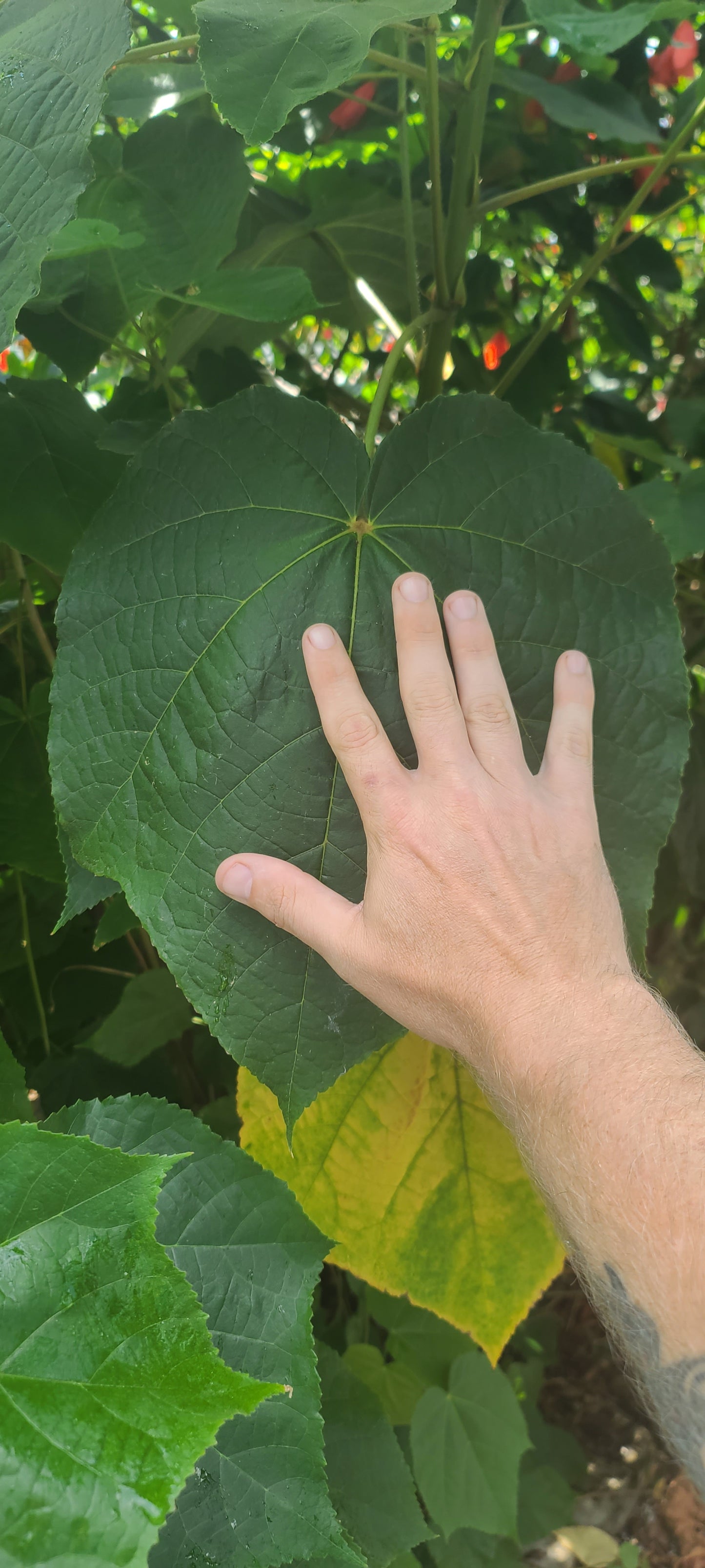 Tropical Hydrangea (Dombeya wallichii) Live Rooted Cutting Pint Pot