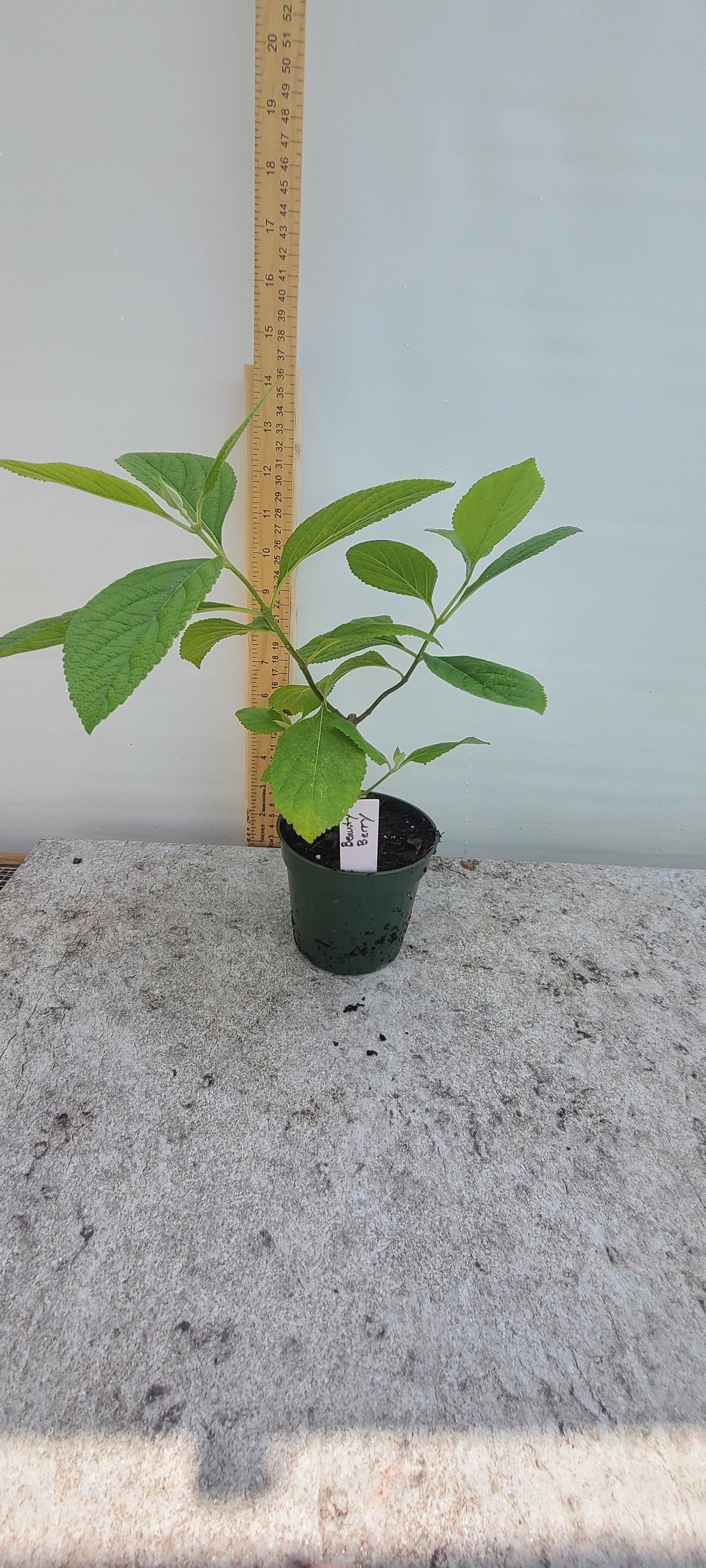 American Beautyberry (Callicarpa americana) Live Rooted Cutting Pint Pot