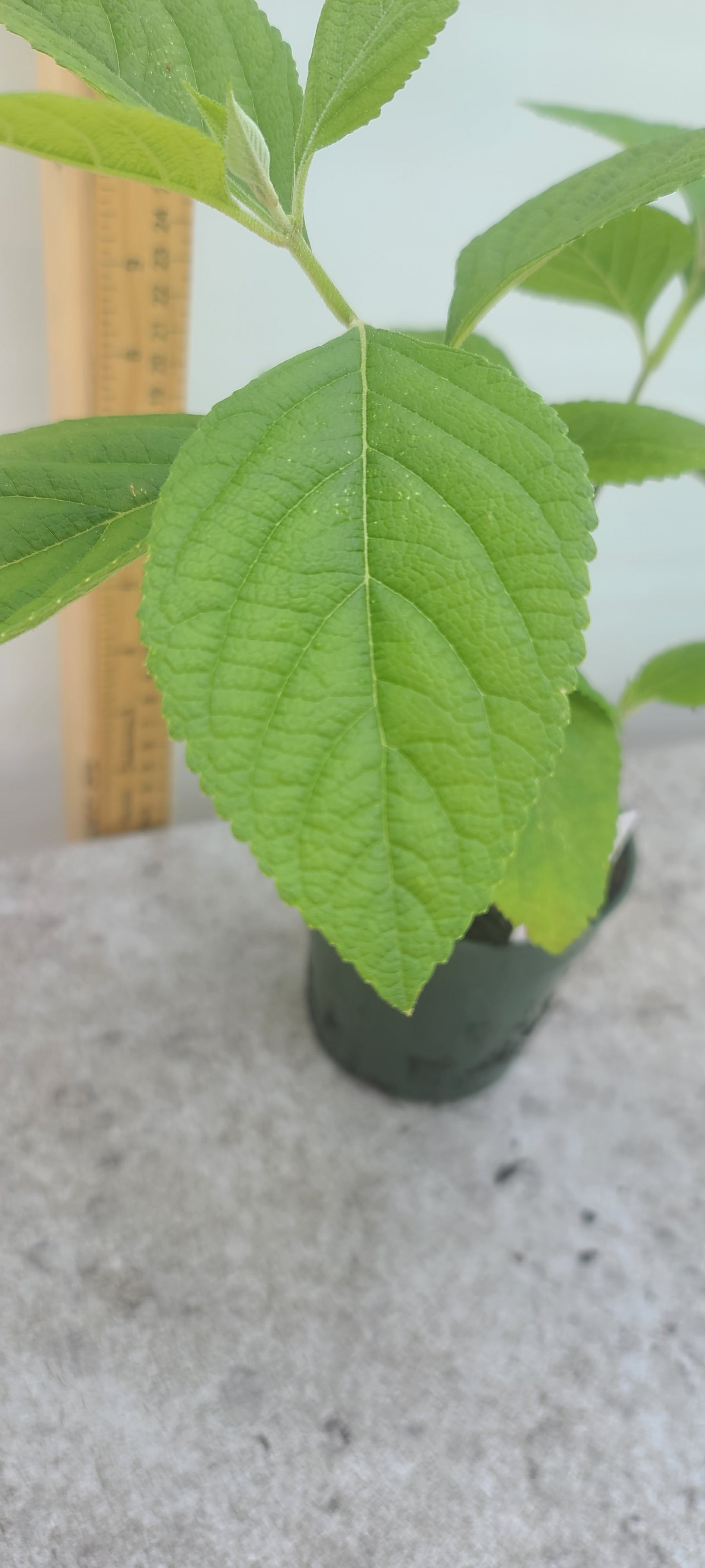 American Beautyberry (Callicarpa americana) Live Rooted Cutting Pint Pot
