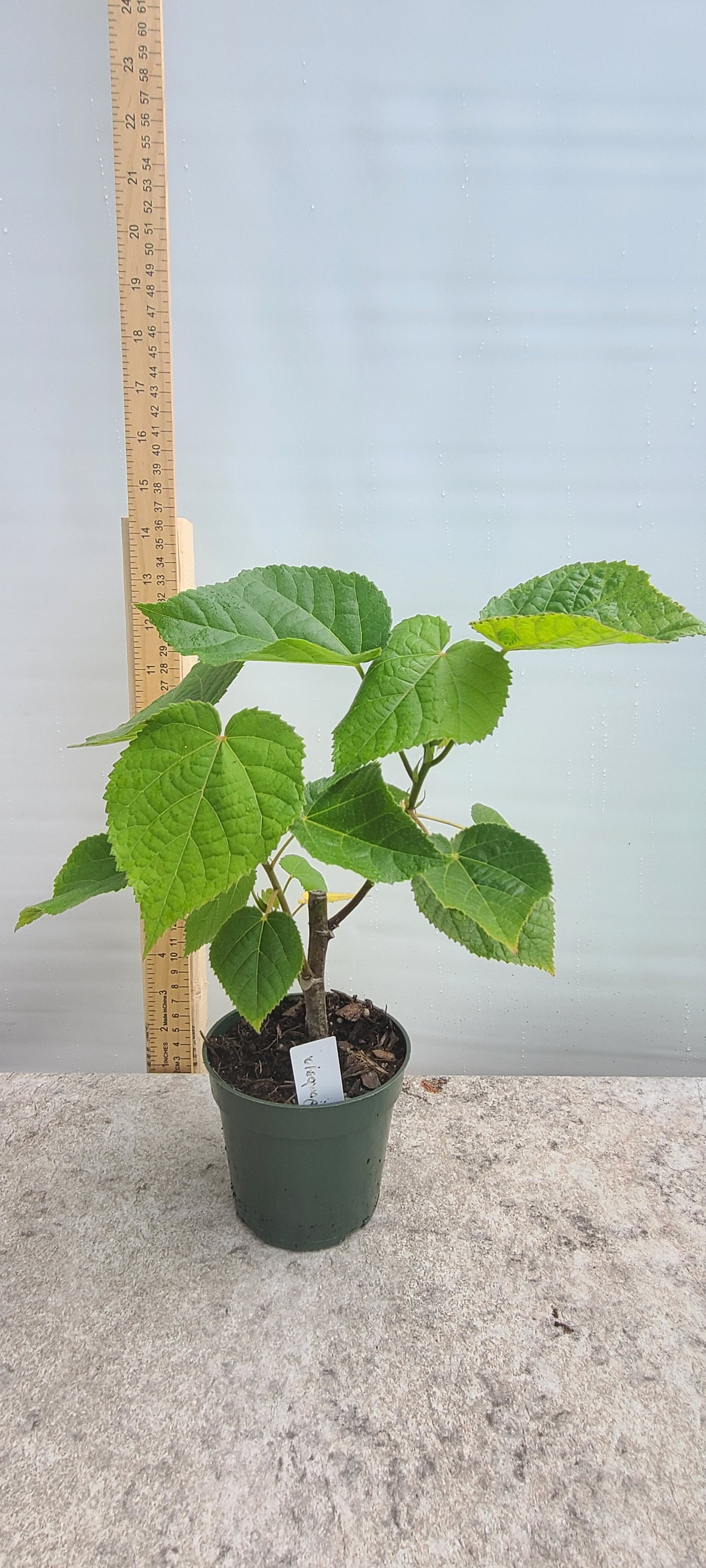 Tropical Hydrangea (Dombeya wallichii) Live Rooted Cutting Pint Pot