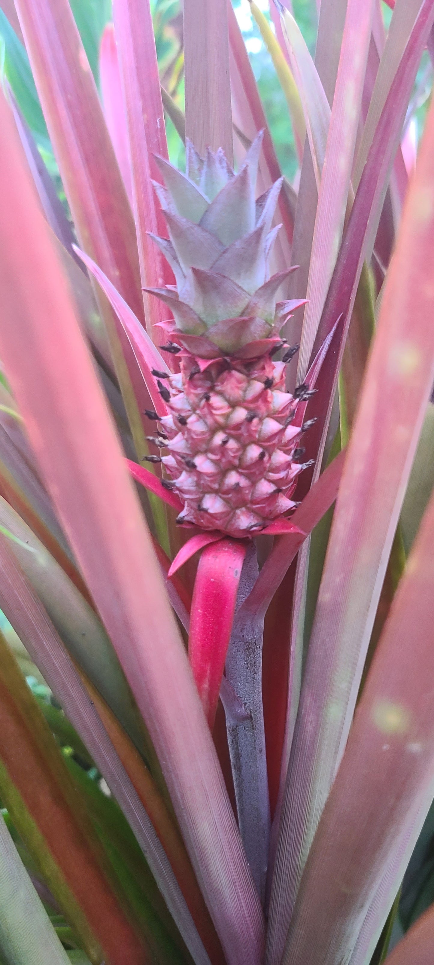Ornamental Red Pineapple "Ananas bracteatus " Live Plant 4" Pot